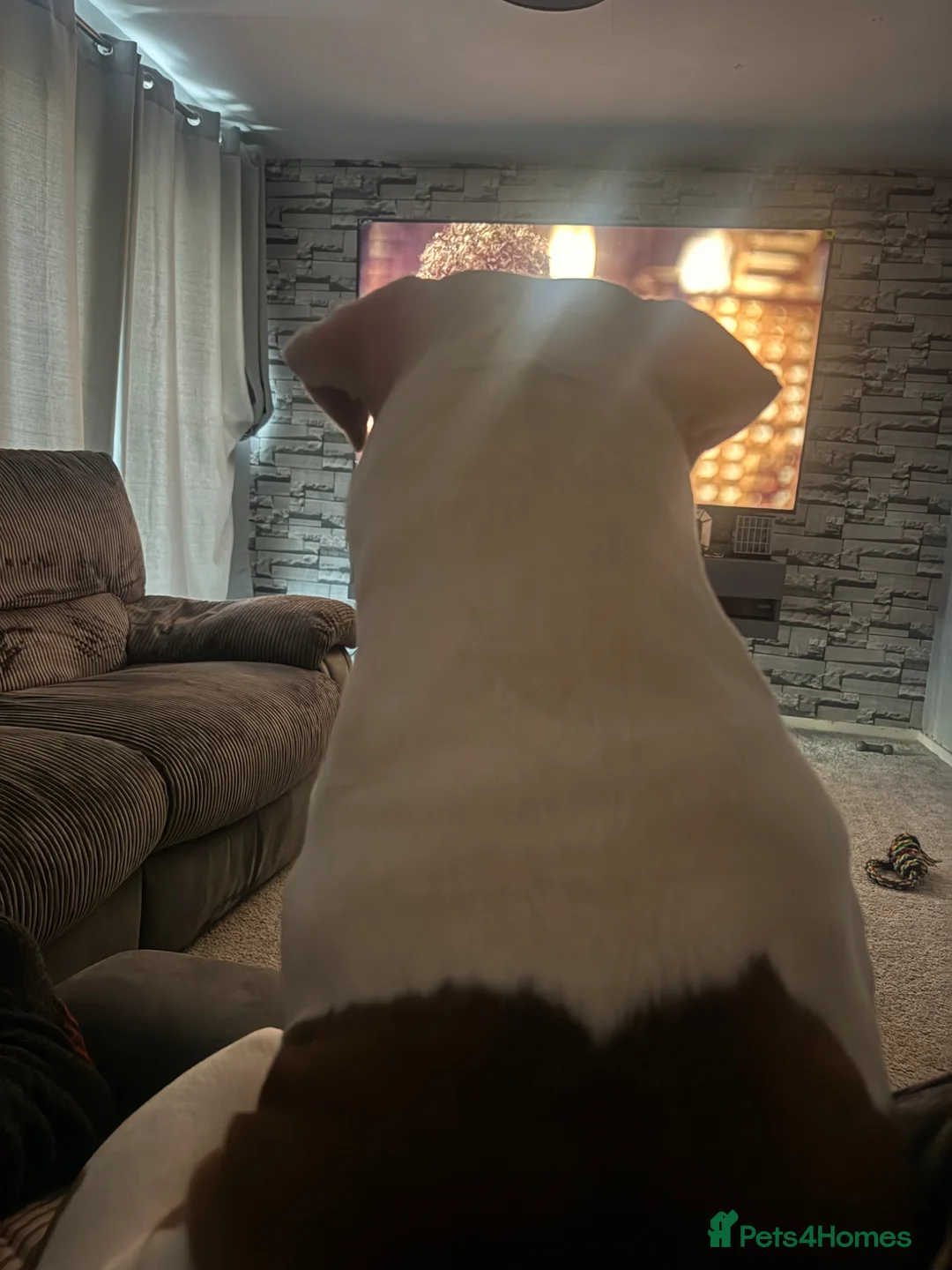 American Bulldog dogs for sale: Male American bulldog  in Wallsend - Advert 5