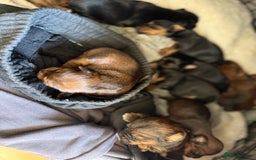 Yorkshire Terrier dogs for sale: Yorkshire Terrier  - Advert 23