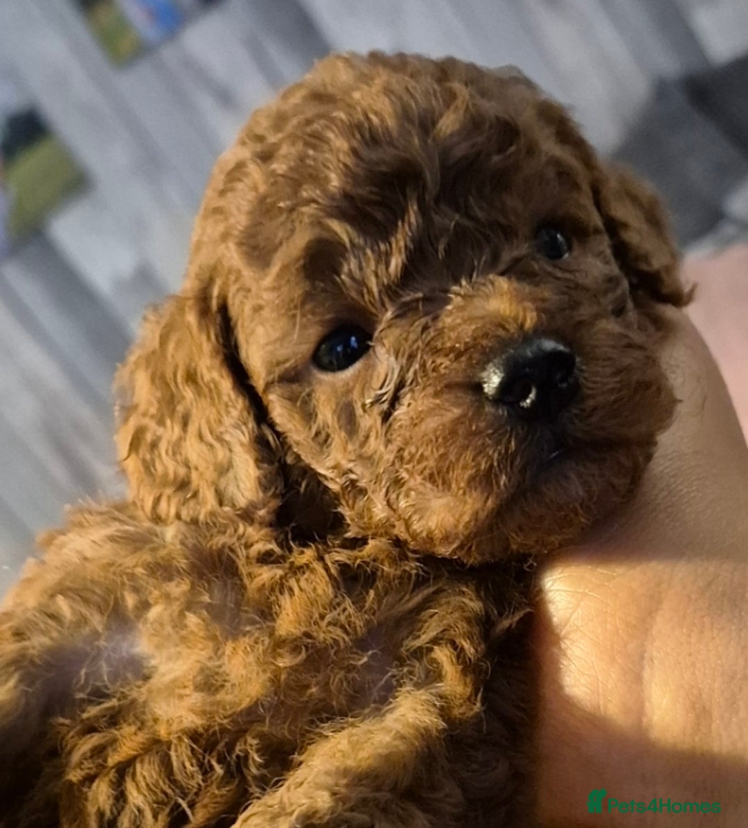 Cavapoo dogs for sale: TINY TOY CAVAPOO HEALTH TESTED  - Advert 6