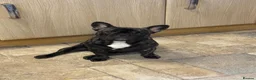 French Bulldog dogs for sale: French bulldog needs new loving home in Solihull - Advert 7