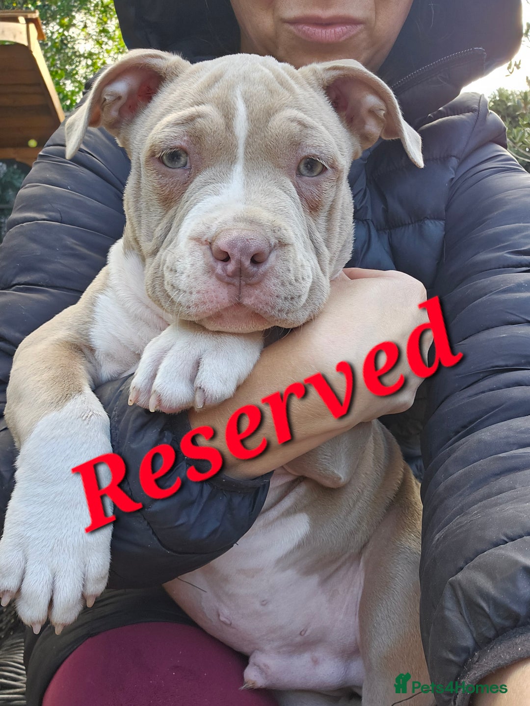 American Bully dogs for sale: pocket bully pups, ABKC registered, 14wks old. - Image 6