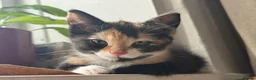 Mixed Breed cats for sale: Adorable kittens looking for loving homes - Advert 16