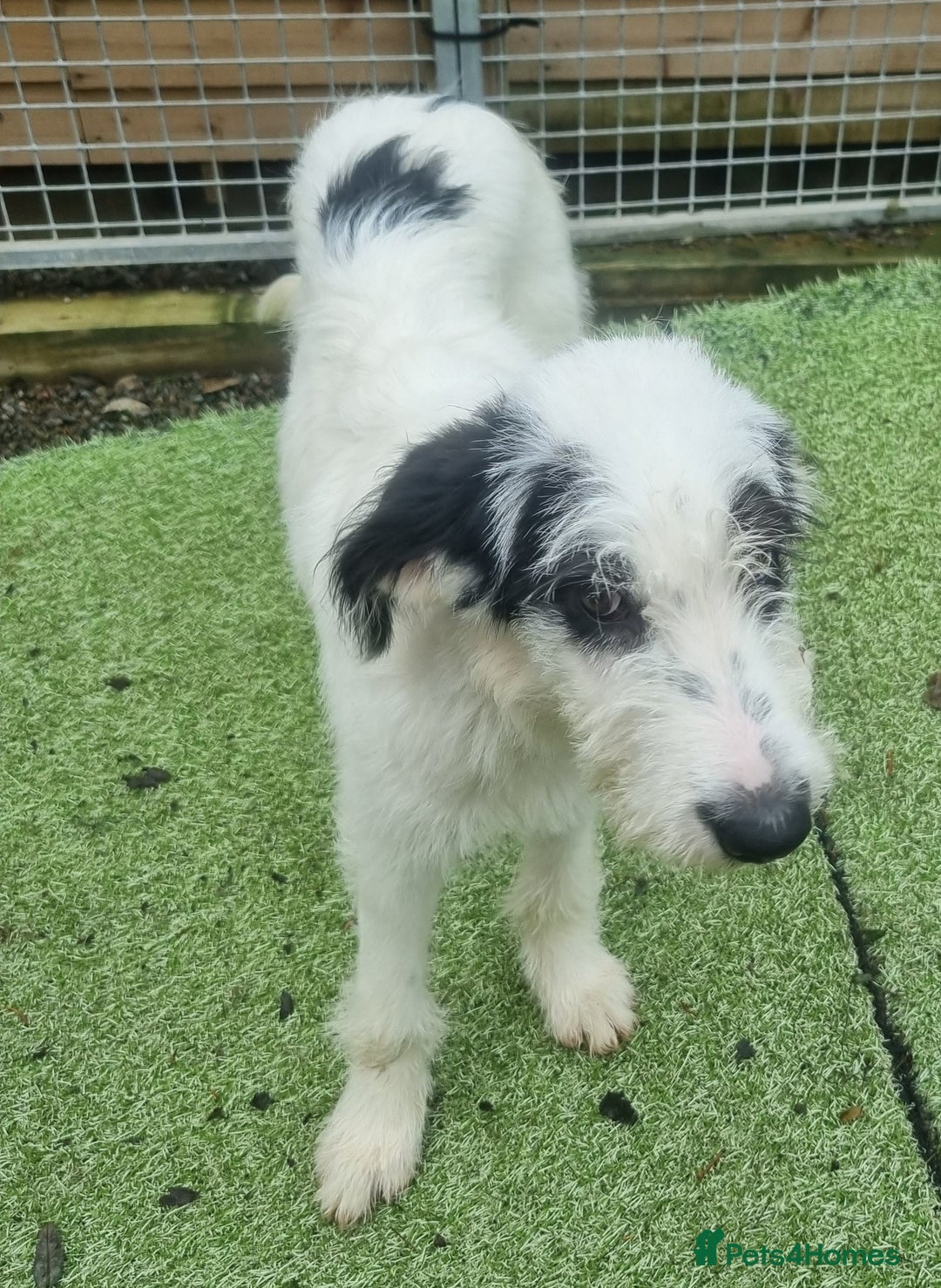 Mixed Breed dogs for adoption: Laura -In Ayr Looking for a home  - Image 12