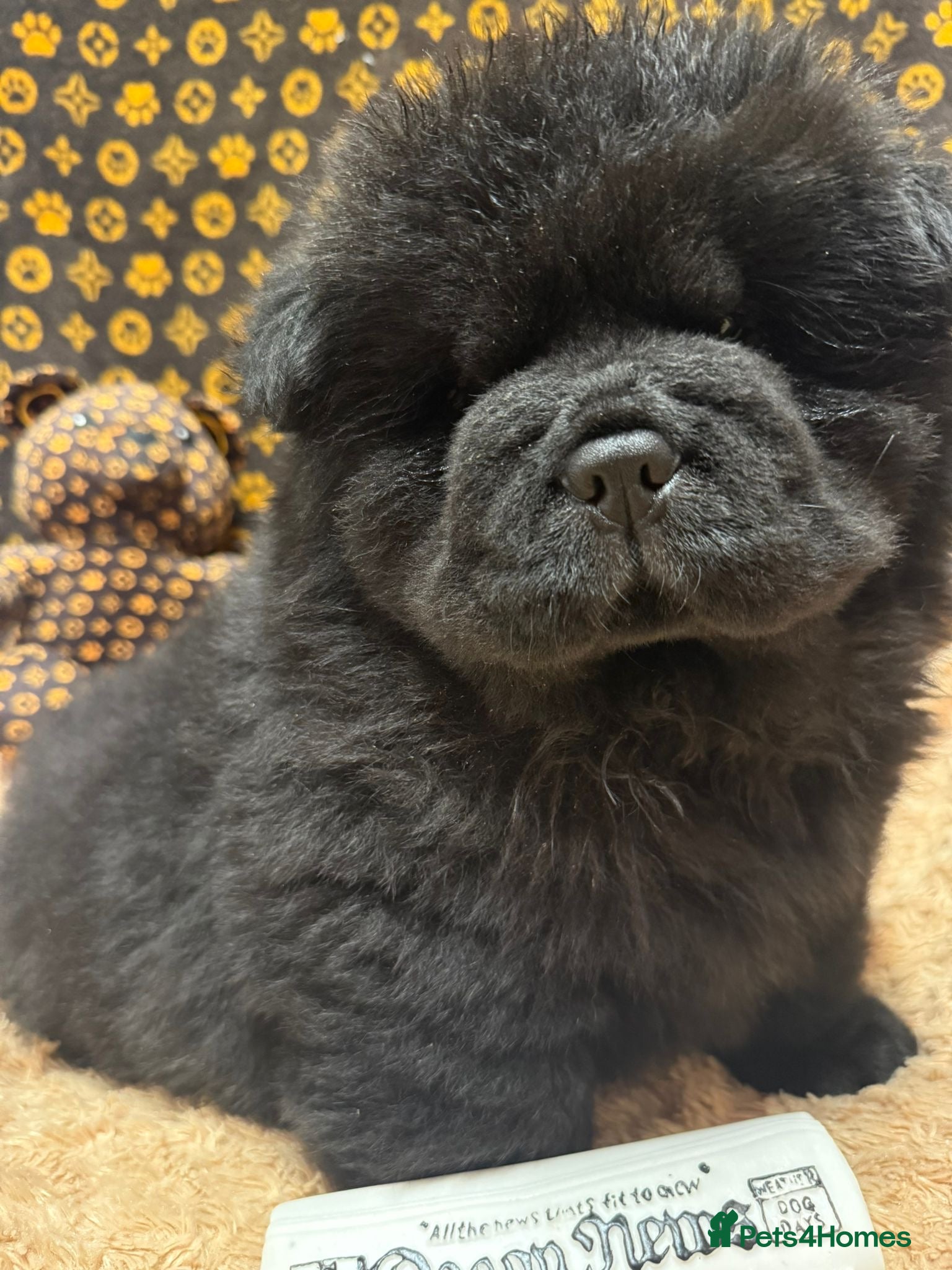 Chow Chow dogs 🏆 ** Just one Teddy Bear remaining  ** 🏆 - Advert 8