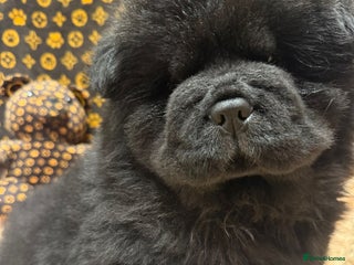 Chow Chow dogs 🏆 ** Just one Teddy Bear remaining ** 🏆 - Advert 8