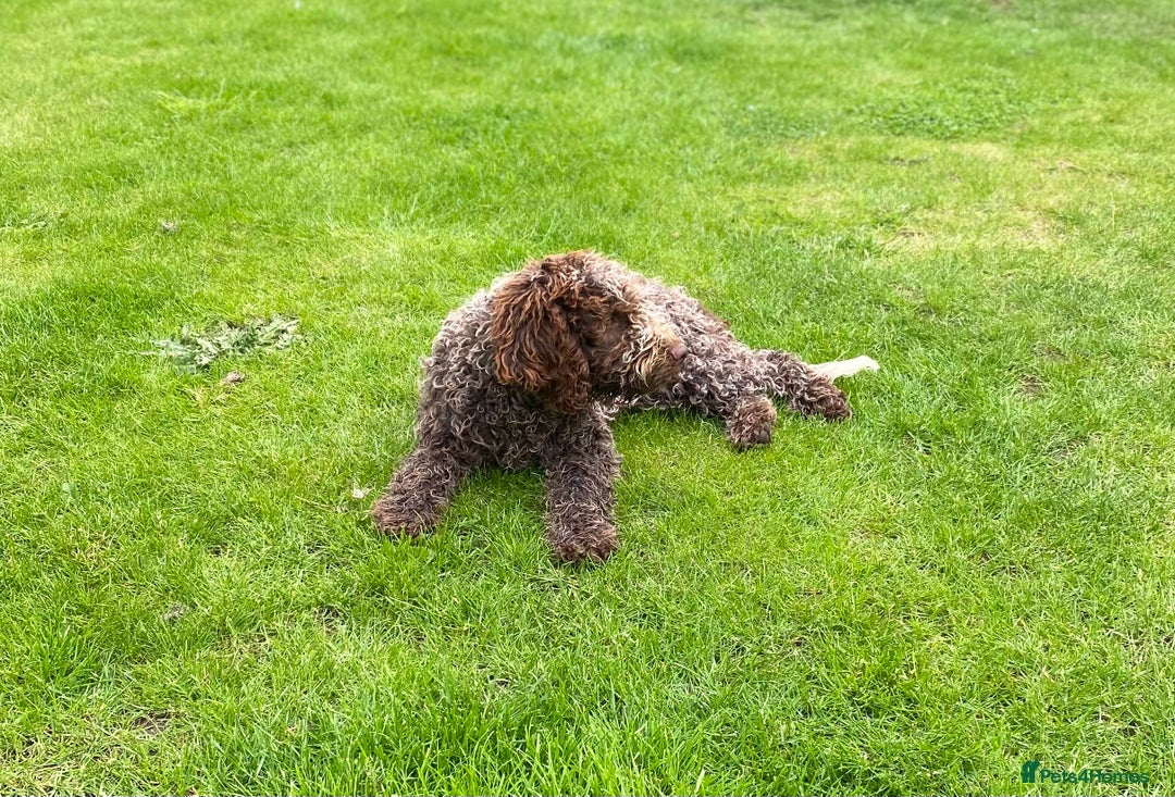 Lagotto Romagnolo dogs for sale: Lagotto romagnolo Puppies  - Advert 18