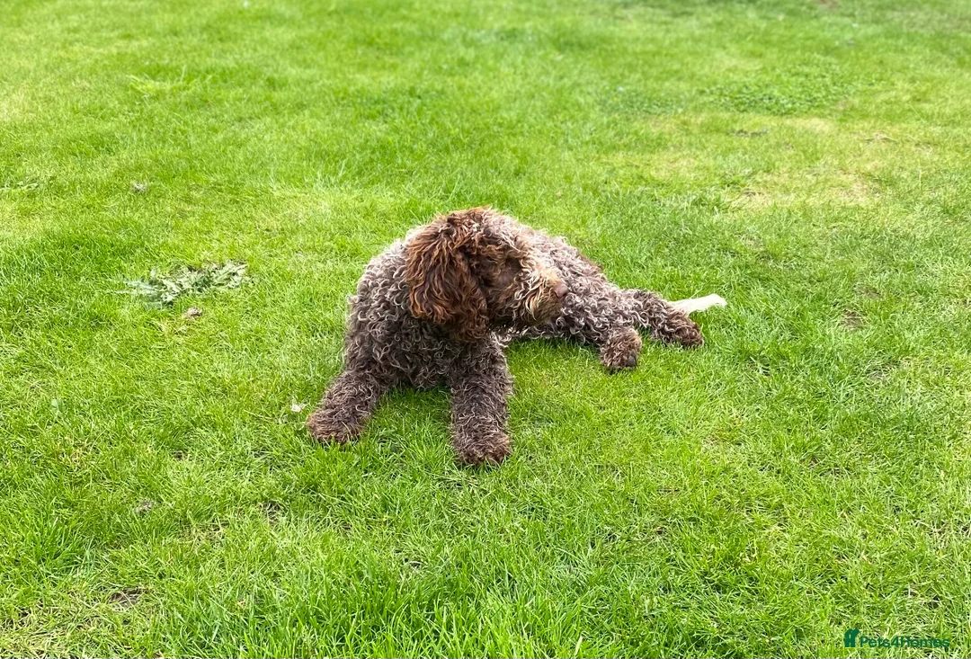 Lagotto Romagnolo dogs for sale: Lagotto romagnolo Puppies  - Advert 11