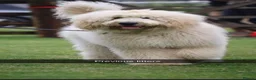 Goldendoodle dogs for sale: Litter due end of August F1b stand golden doodles  - Advert 5