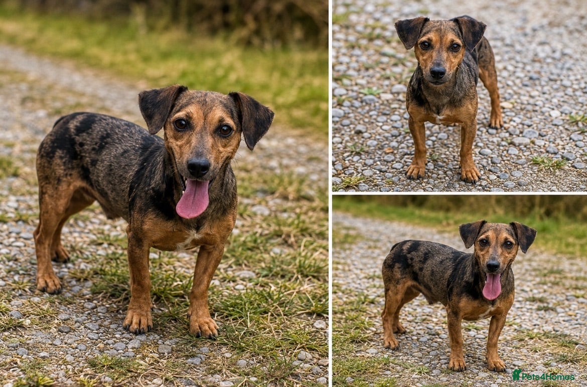 Jack Russell dogs Merle jack Russell for stud  - Advert 12