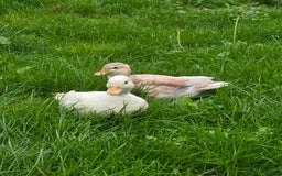 Ducks poultry for sale: Breeder Quality Female Calls  - Image 4