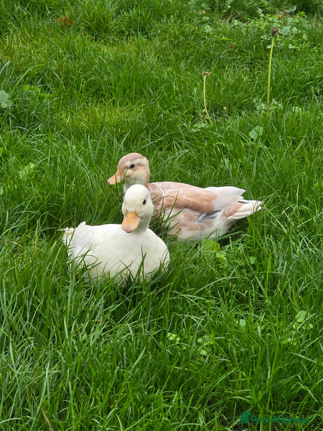Ducks poultry for sale: Breeder Quality Female Calls  - Image 4