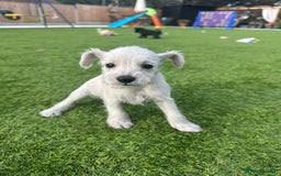 Miniature Schnauzer dogs for sale: *MINi SCHNAUZERS PUPPIES* - Image 16