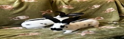 Continental Giant rabbits for sale: Giant Papillon babies - Advert 4