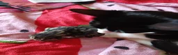 Mixed Breed cats for sale: Beautiful kittens looking for there forever home - Advert 6