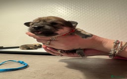 Chiweenie dogs for sale: 5 Beautiful Chiweenie Puppies - Image 23