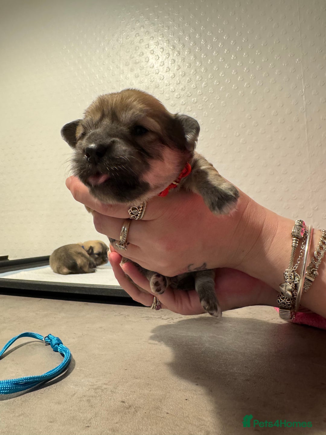 Chiweenie dogs for sale: 5 Beautiful Chiweenie Puppies - Image 23