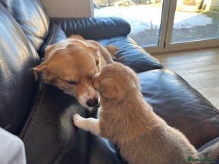 Welsh Corgi Pembroke dogs Eric the Lucky is looking for his new home 🏡 - Advert 5