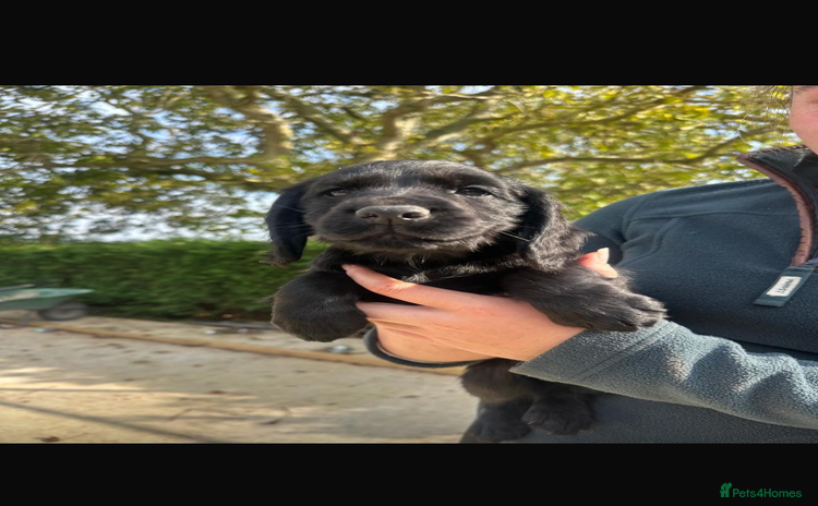 Cocker Spaniel dogs - Advert 1