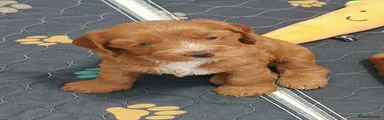 Cockapoo 1