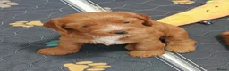 Cockapoo dogs for sale: Cockerpoo  in Stoke-on-Trent - Advert 3