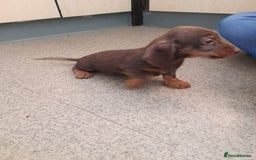 Miniature Dachshund dogs for sale: Miniture dashounds wire hair  - Image 5