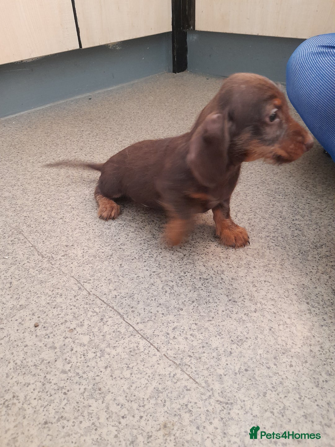 Miniature Dachshund dogs for sale: Miniture dashounds wire hair  - Image 5