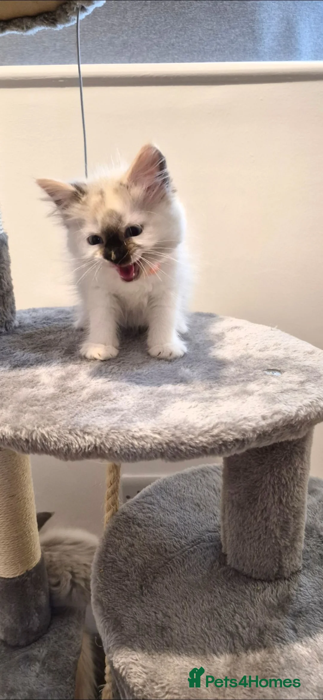 Siberian cats for sale: Beautiful Siberian Neva Masquerade kittens - Advert 2