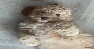 Australian Labradoodle dogs in Wallington - Advert 12