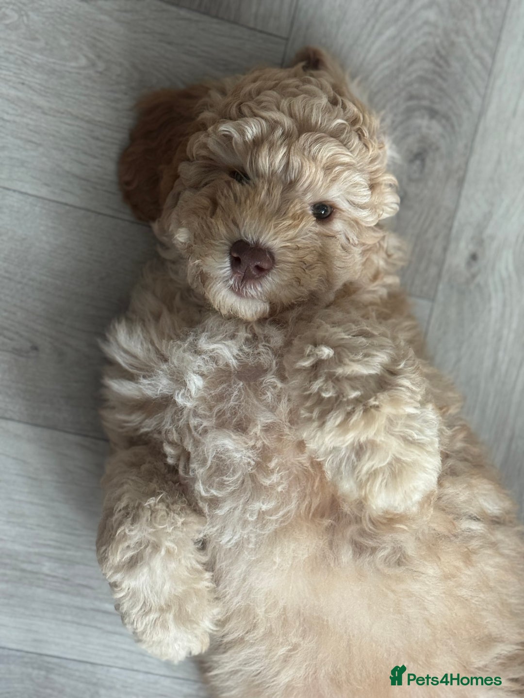 Australian Labradoodle dogs for sale: Genuine Australian Labradoodle (not poodle-lab mix in Wallington - Image 5