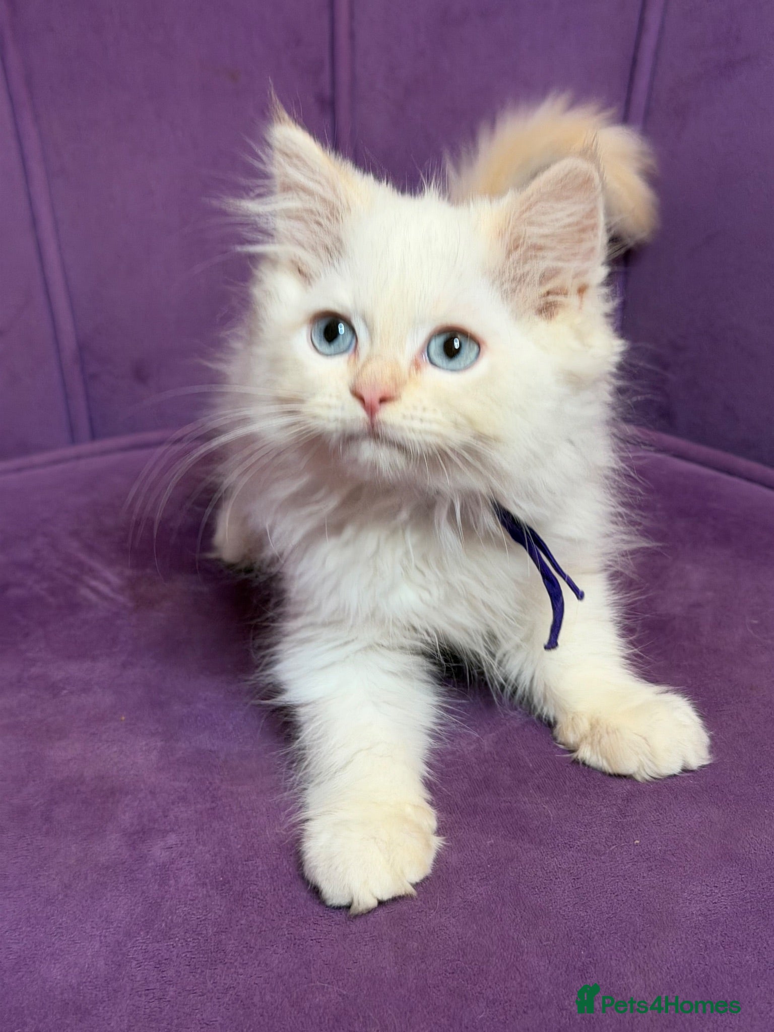 Perdoll cats ⭐️READY Now⭐️ fully vaccinated Perdoll  - Advert 1
