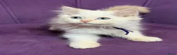 Perdoll cats for sale: ⭐️READY Now⭐️ Perdoll kittens  - Advert 3