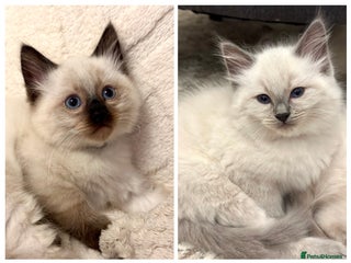 Ragdoll cats 🐾🍀8 weeks Ragdoll🍀 2 boys left🌿🐾 - Advert 3
