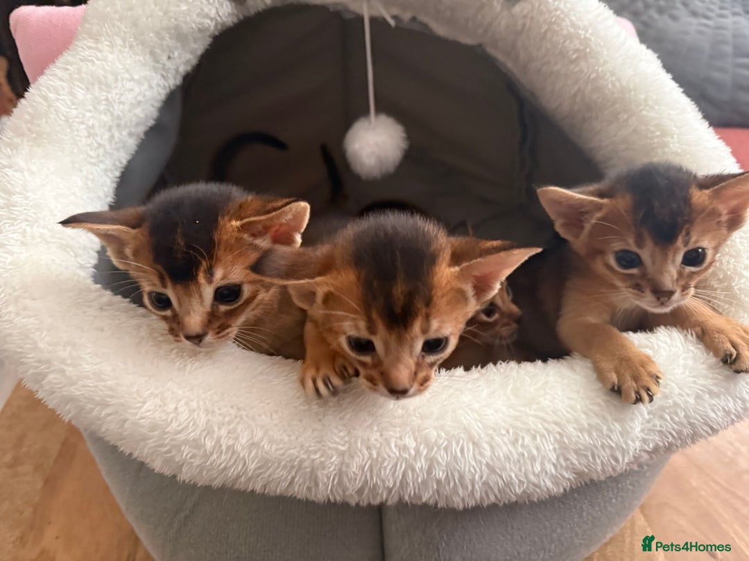 Abyssinian cats for sale: GCCF registered beautiful Abyssinian kittens  - Image 11