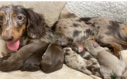 Miniature Dachshund dogs for stud: ✨chocolate and tan mini long haired dachshund ✨kc  - Image 3