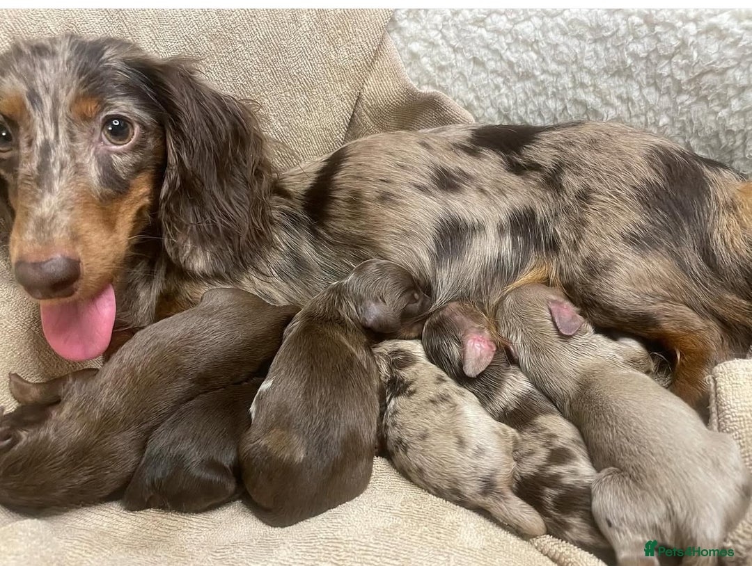 Miniature Dachshund dogs for stud: ✨chocolate and tan mini long haired dachshund ✨kc  - Image 3