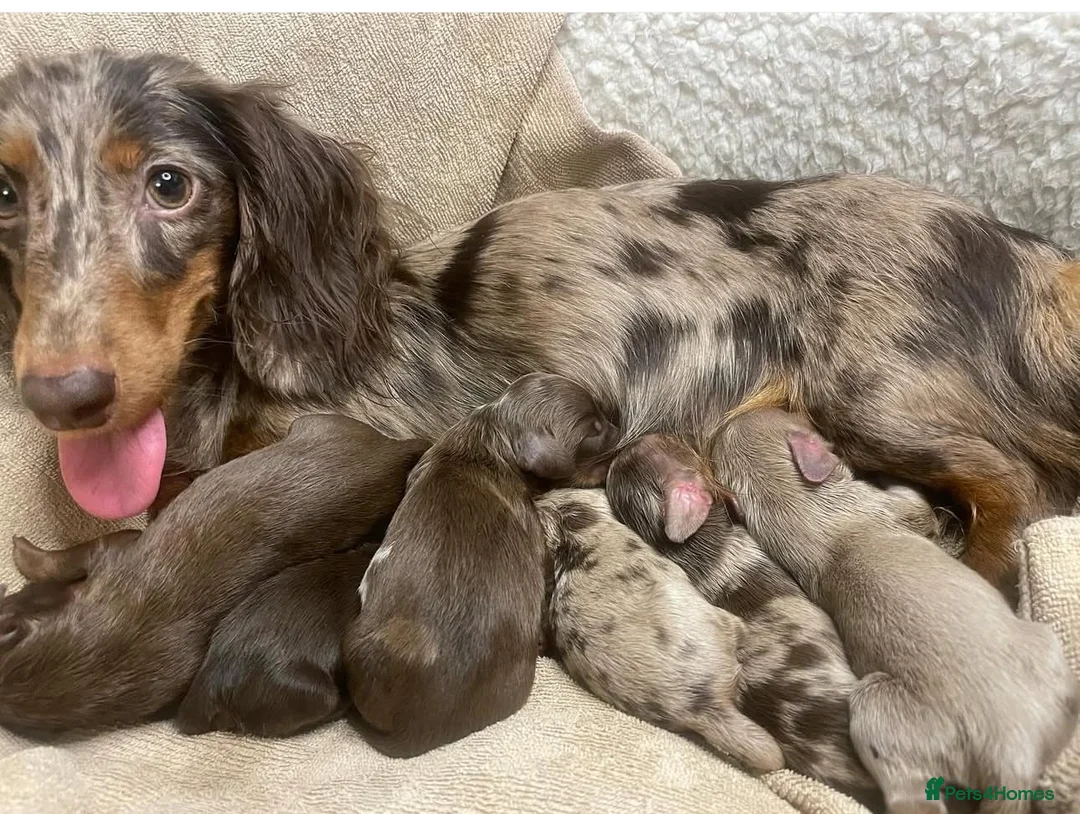 Miniature Dachshund dogs for stud: ✨chocolate and tan mini long haired dachshund ✨kc  - Advert 3