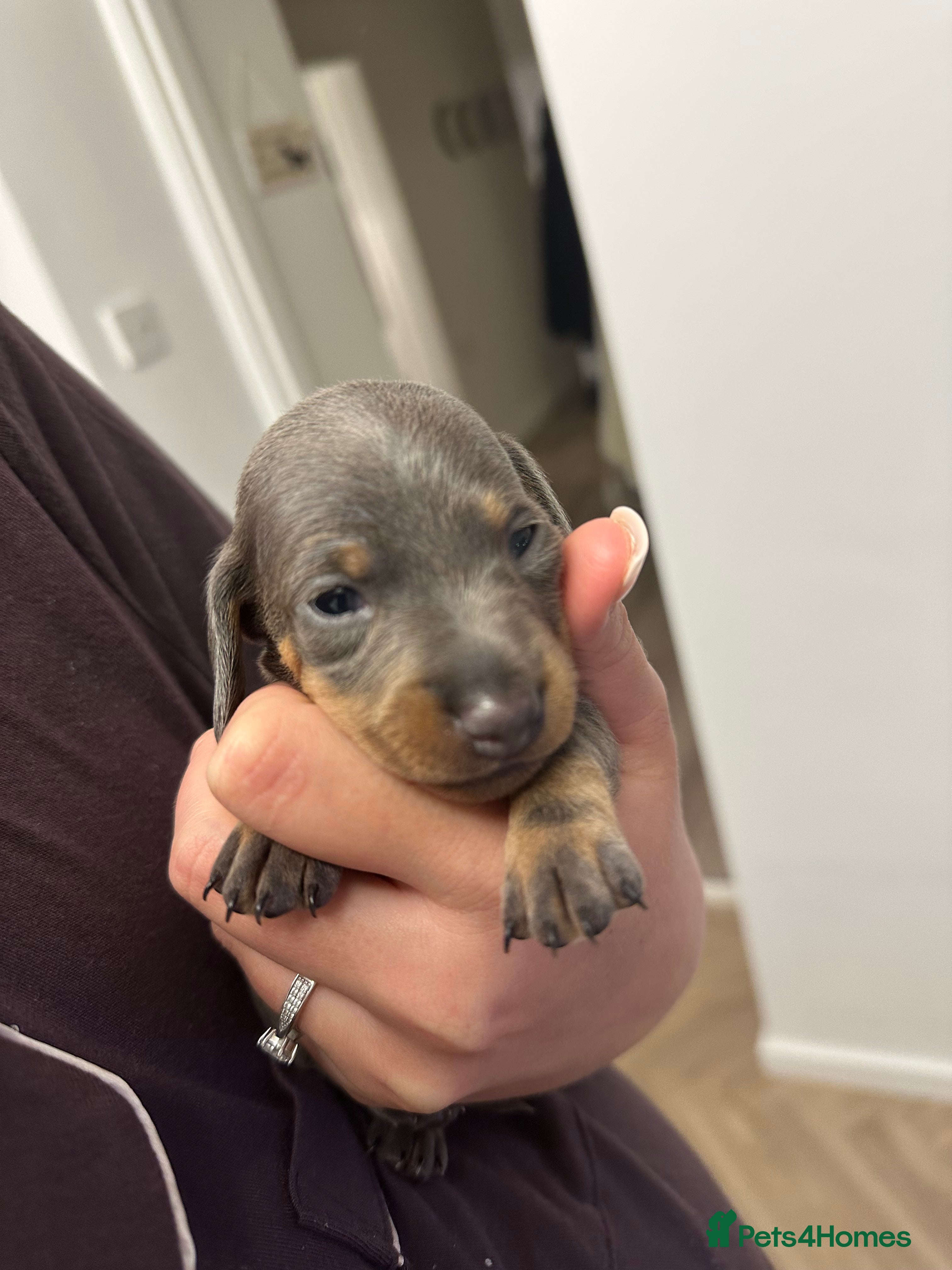 Dachshund dogs Dachshunds puppies  - Advert 6