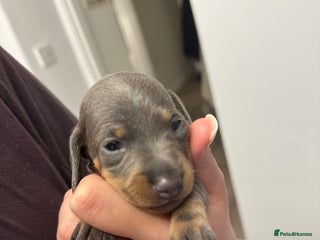 Dachshund dogs - Advert 5