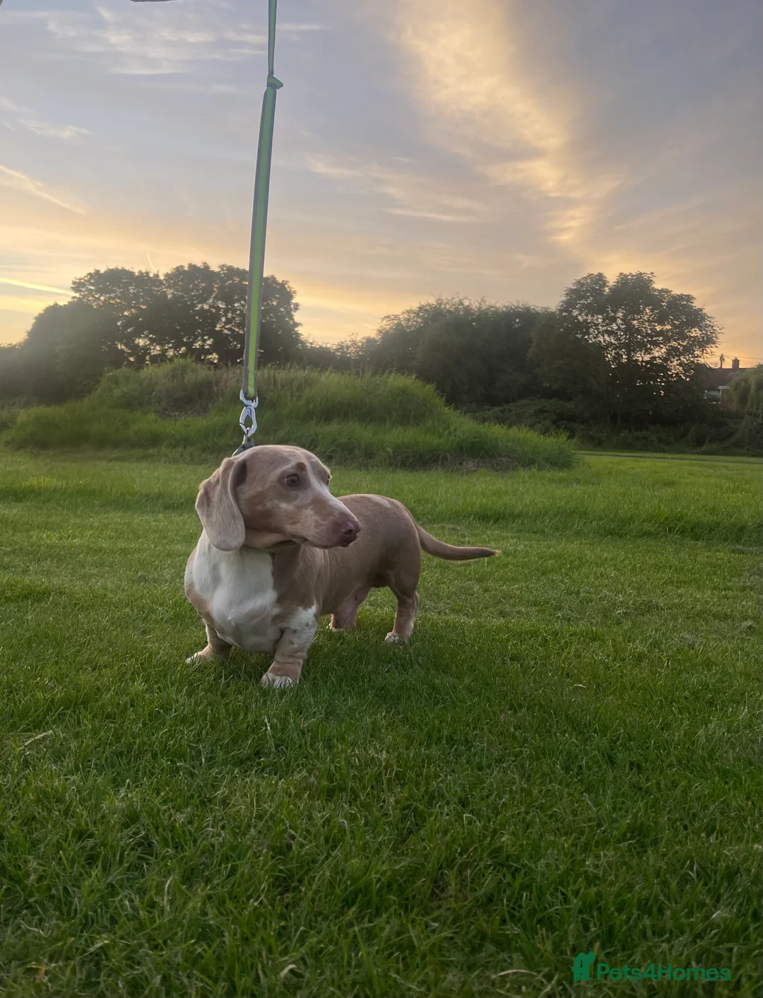 Miniature Dachshund dogs for stud: Miniature Dachshund Stud KC registered.  in Derby - Advert 4