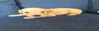 Golden Retriever 7 (orange collar) 