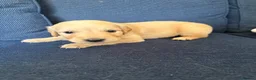 Golden Retriever dogs for sale: Golden Retriever puppies  in Witney - Advert 8