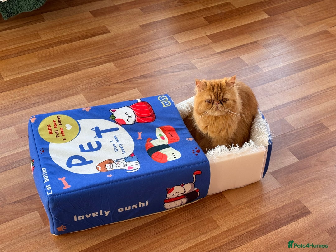 Persian cats for sale: 3 beautiful Persian girls  - Image 4