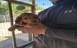 Beagle dogs for sale: 7 wonderful cocker spaniel x beagle❤️🏡 - Image 6