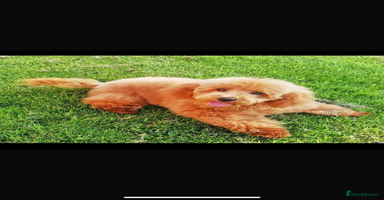 Yorkiepoo dogs - Advert 16