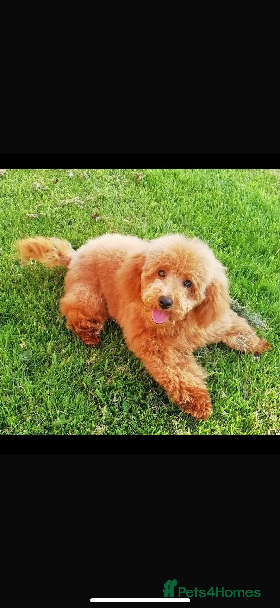 Yorkiepoo dogs for sale: 5 beautiful yorkiepoo baby’s  - Image 12