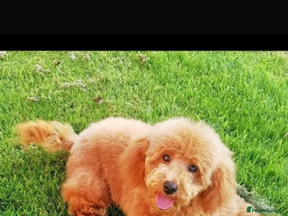 Yorkiepoo dogs - Advert 33