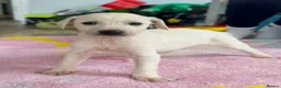 Mixed Breed dogs for sale: My beautiful Salukis puppy’s  - Advert 17