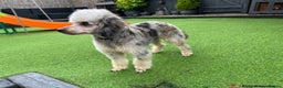 Miniature Poodle dogs for stud: Health Tested, Blue Merle Phantom Miniature Poodle in Middlesbrough - Advert 3