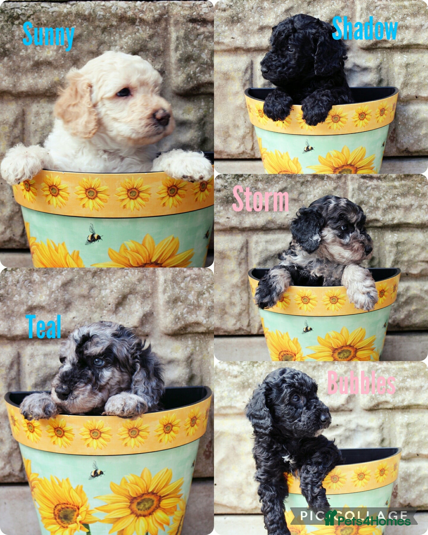 Labradoodle dogs Exceptional F7 Labradoodle puppies  - Advert 1