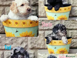 Labradoodle dogs Exceptional F7 Labradoodle puppies - Advert 1